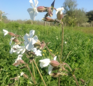 Wildflower Plug Plants Buy Online Uk Supplier Boston Seeds